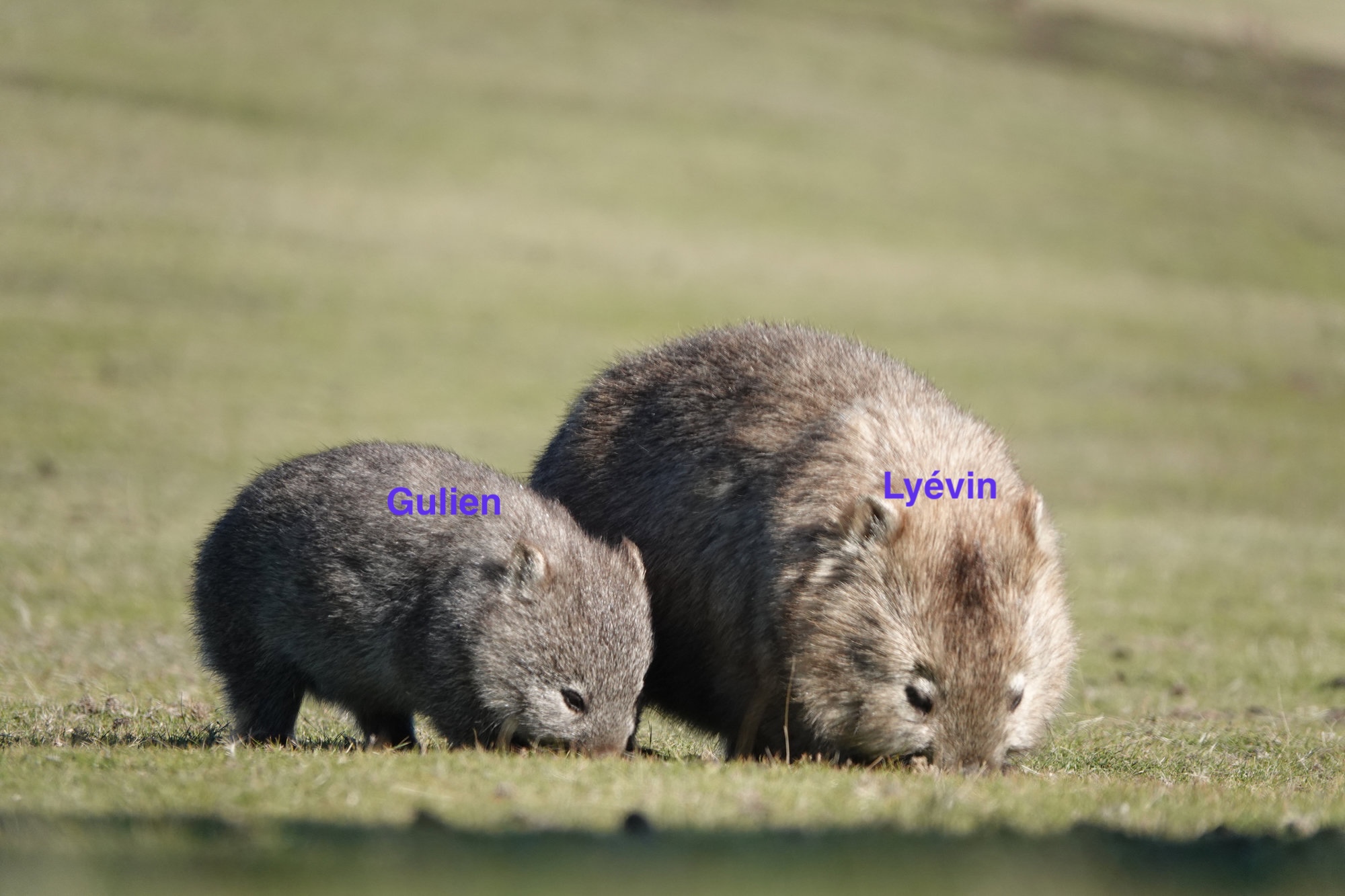 a picture of 2 wombats - credits to National Geographic